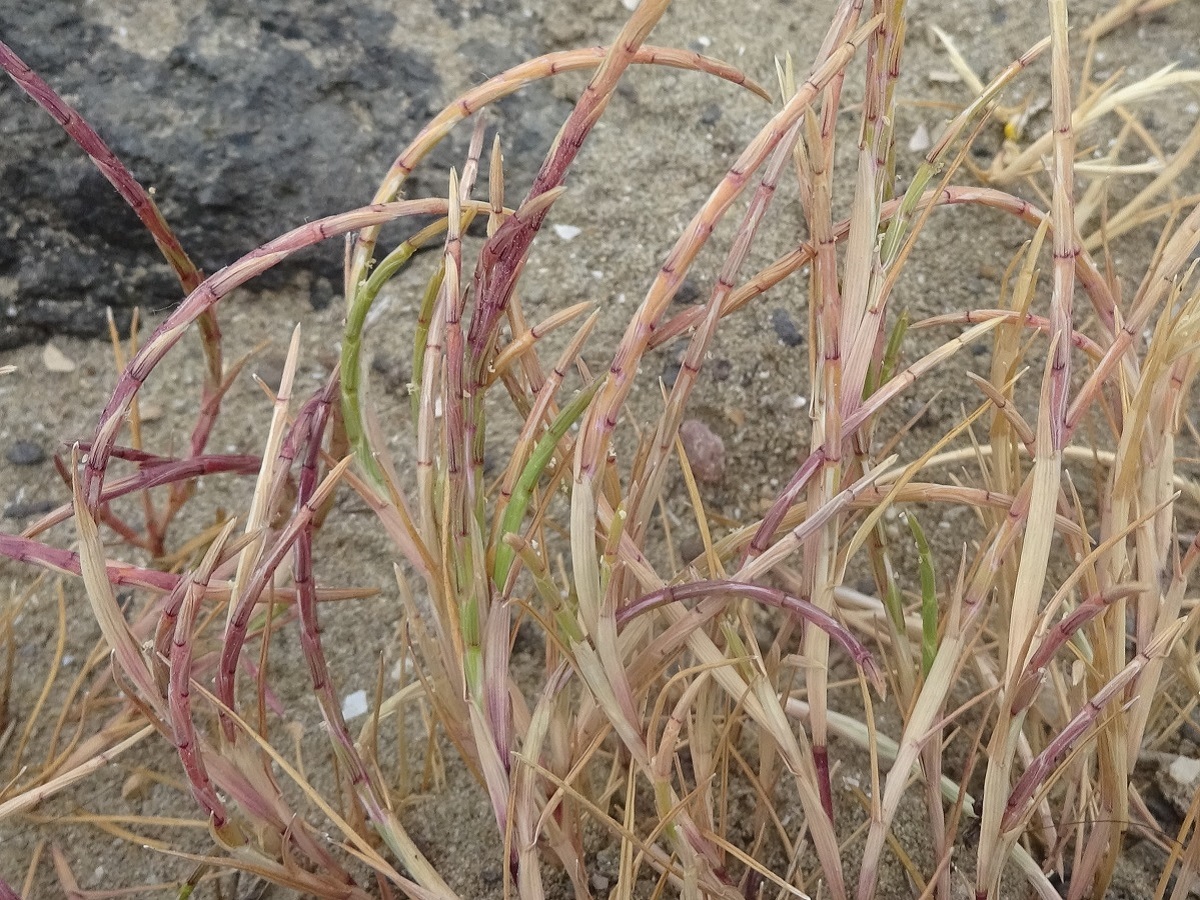 Parapholis incurva (Poaceae)